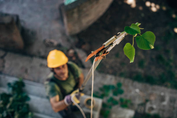 The Steps Involved in Our Tree Care Process in Rossville, GA